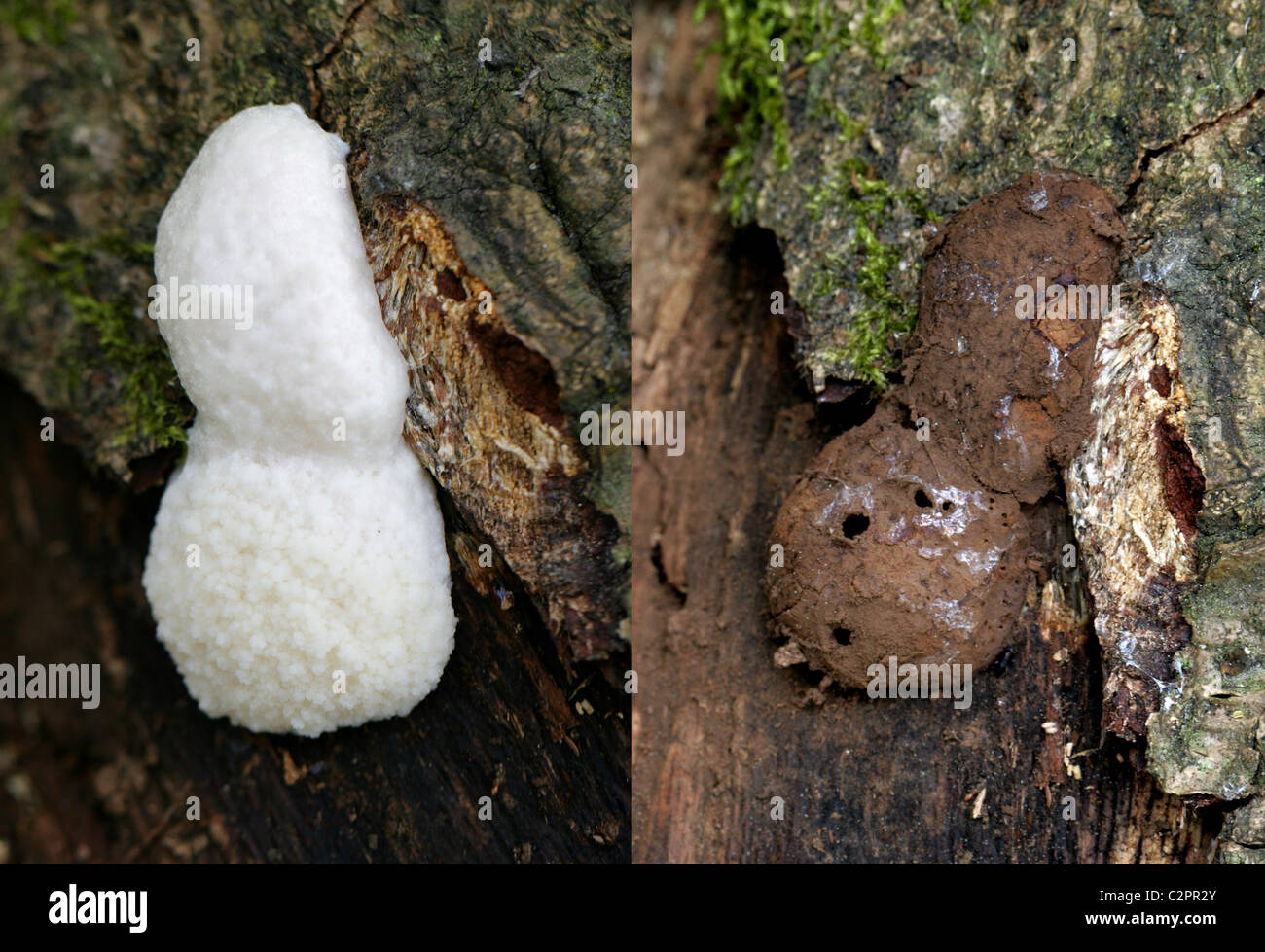 Slime Mould, False Puffball, Enteridium lycoperdon, Reticulariaceae, Mycetozoa, Myxogastria, Amoebozoa. Composite Image. Stock Photo