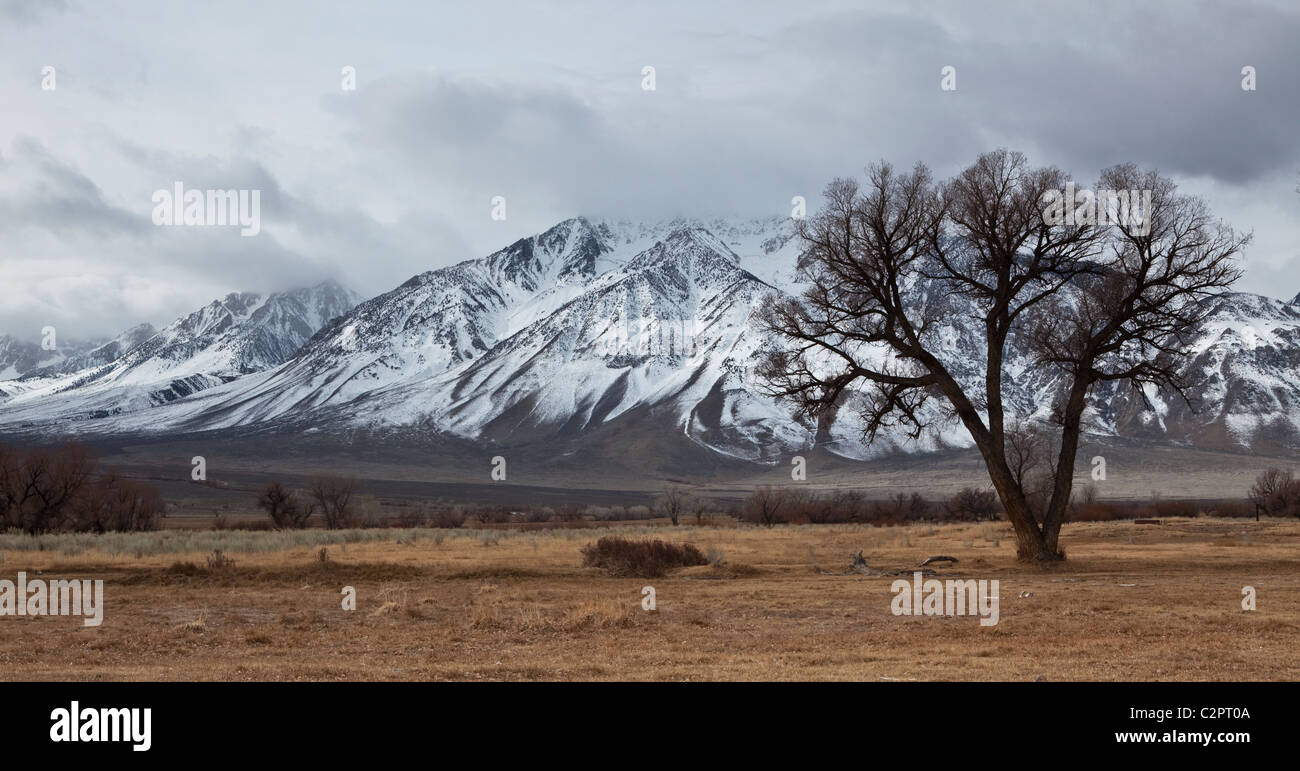 Lone tree in a winter meadow in the foothills of Sierra Nevada mountains in eastern California Stock Photo