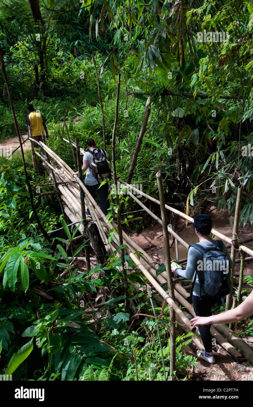 Trekking in the Jungle of the Cameron Highlands, Malaysia Stock Photo -  Alamy