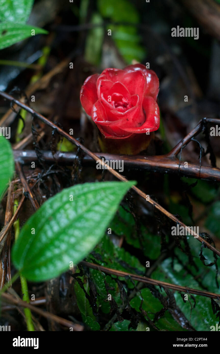 Wild Ginger plant in the jungles of the Cameron Highlands, Malaysia Stock Photo