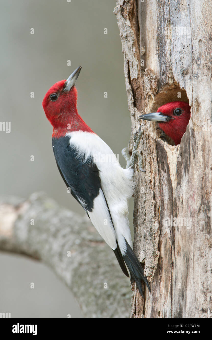 Red-headed Woodpeckers at Nest Cavity Stock Photo - Alamy