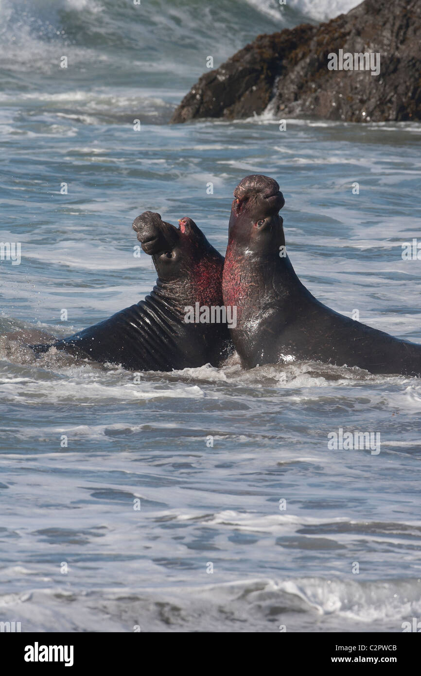 Bloody fight hi-res stock photography and images - Alamy