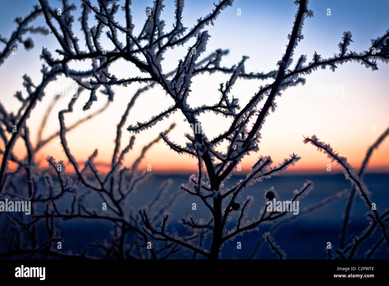 Bush sunrise with silhouette hi-res stock photography and images - Alamy