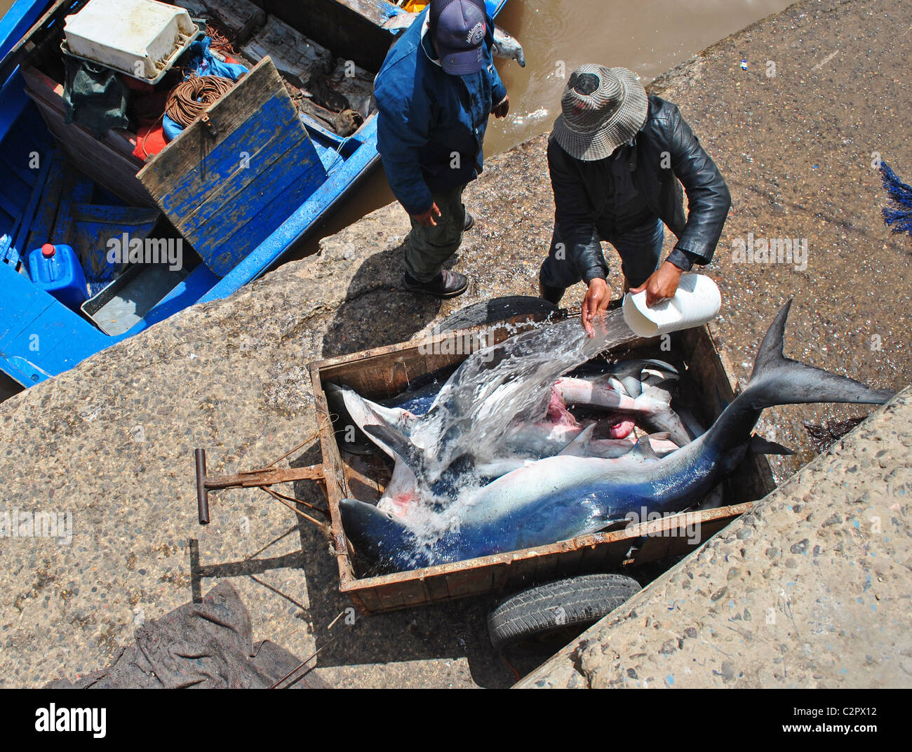 Fisherman with shark in Morocco Stock Photo Alamy