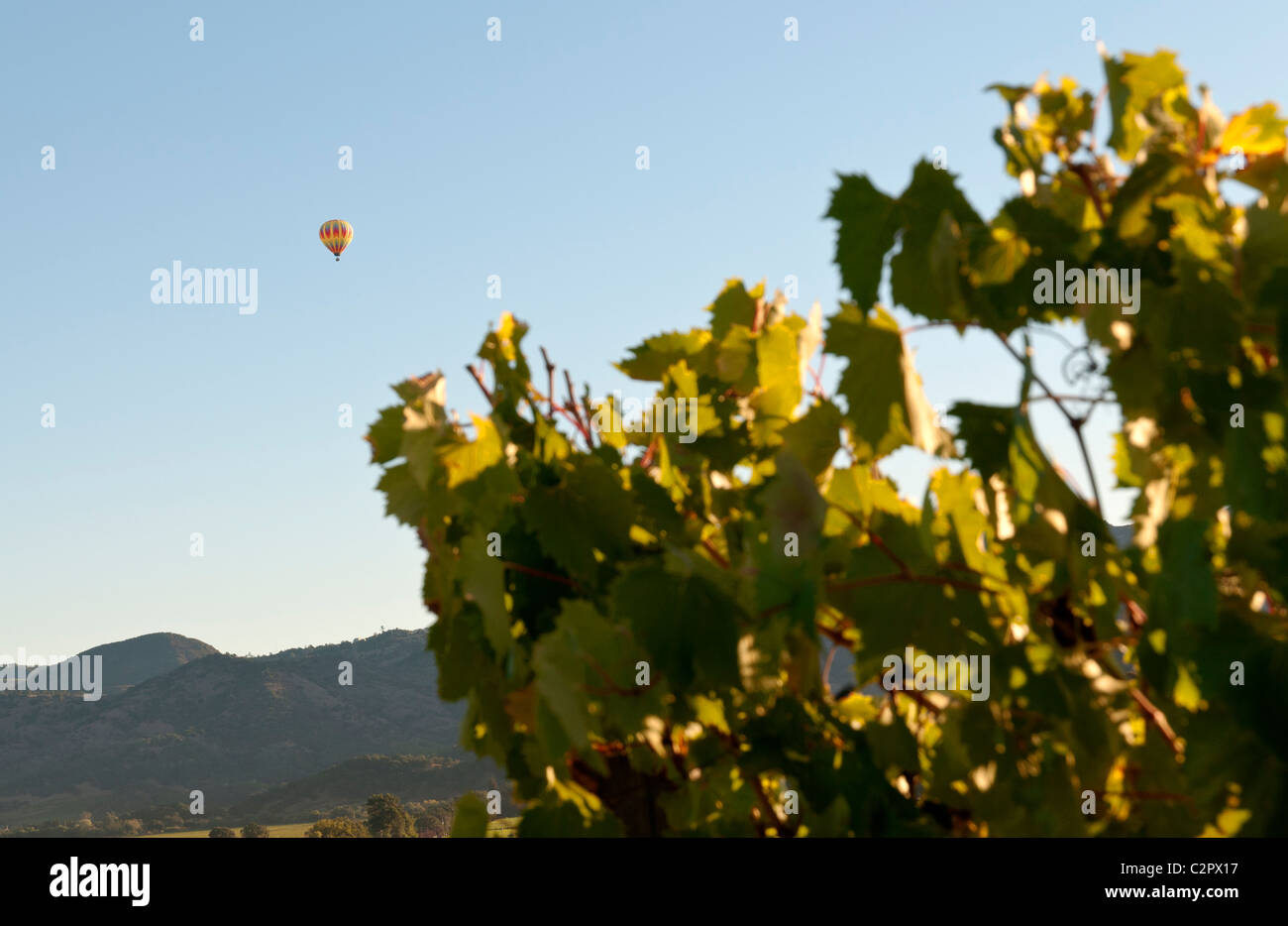 Hot air balloon over vineyard hires stock photography and images Alamy