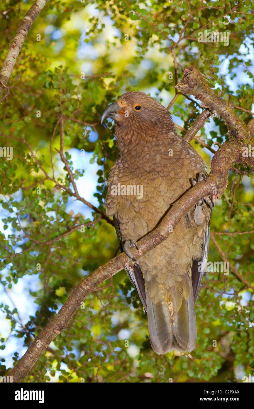 Parrot new zealand hi-res stock photography and images - Alamy
