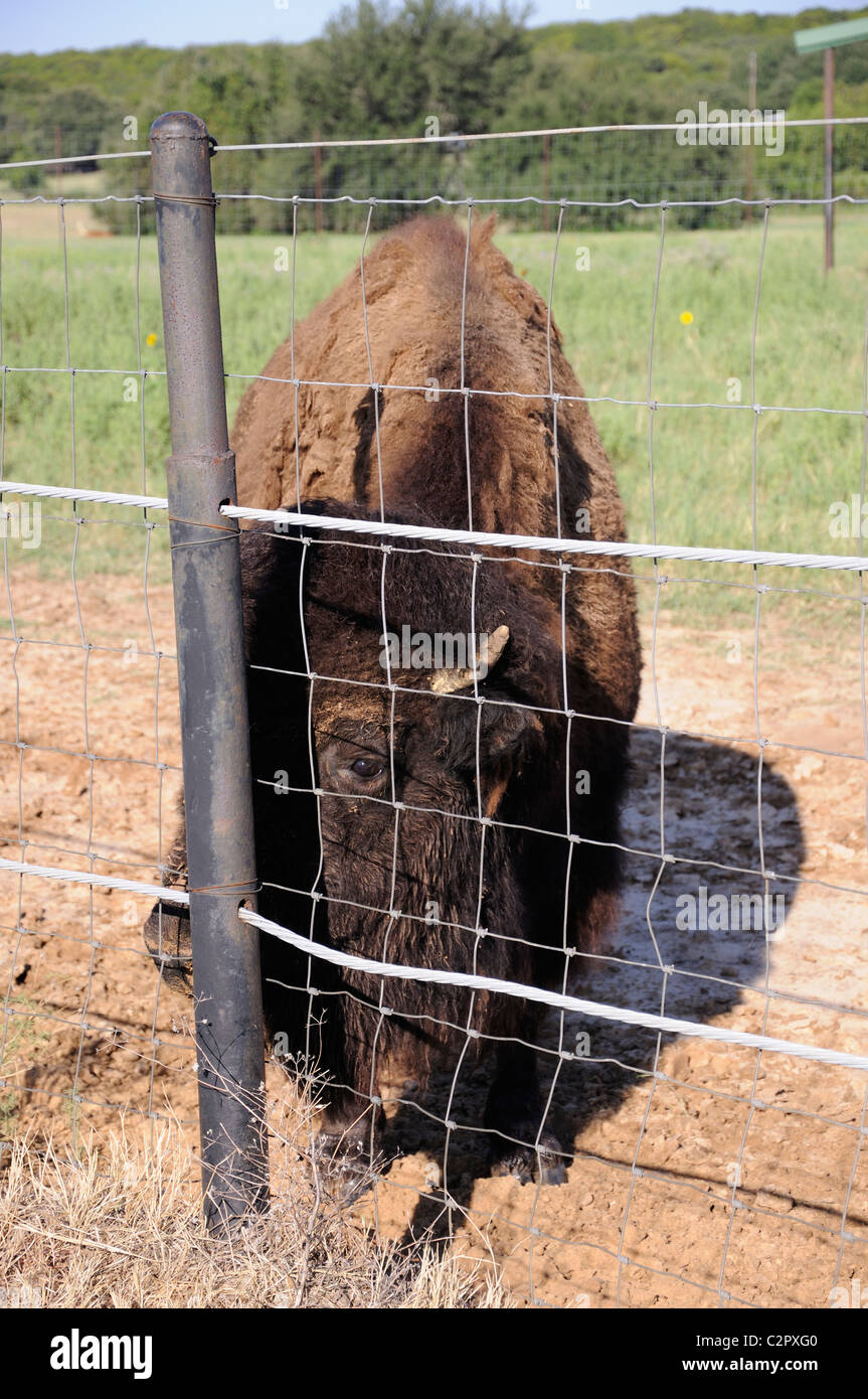 Fossil Rim Wildlife High Resolution Stock Photography and Images - Alamy