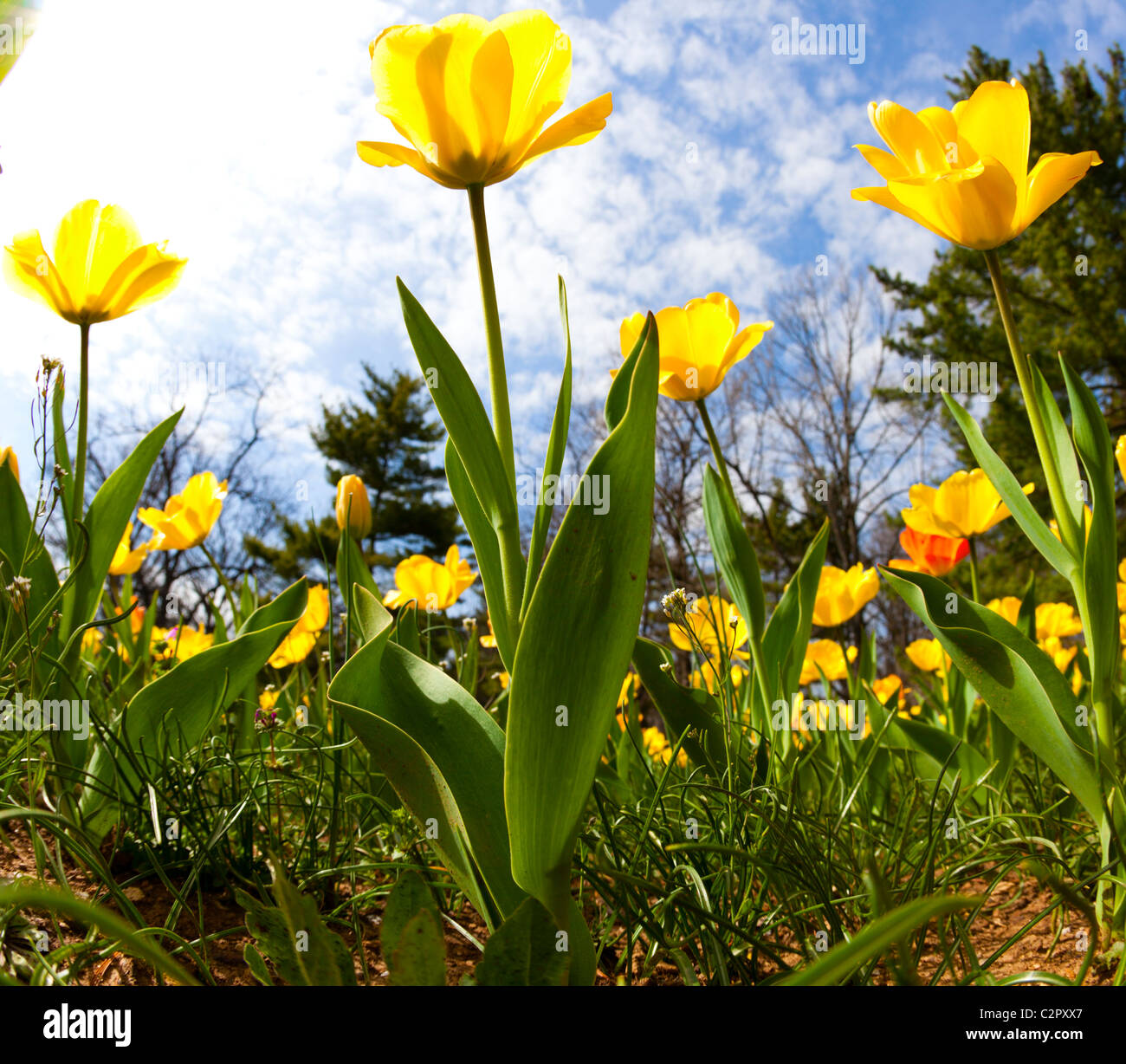Field of yellow tulips Stock Photo - Alamy