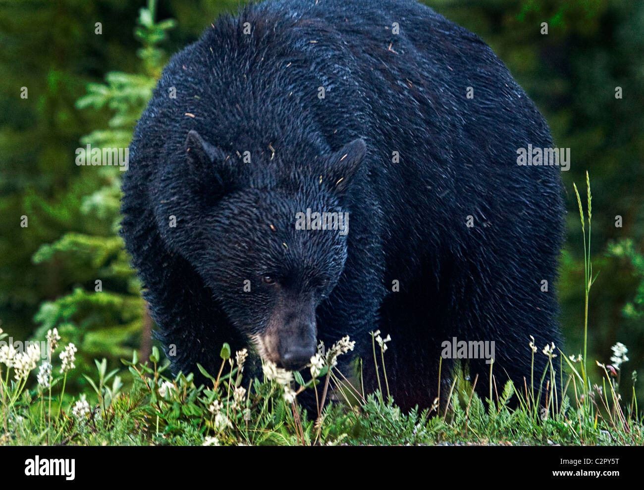 Black bear (Ursus americanus) eating flowers near Lake Louise, Canada. Stock Photo