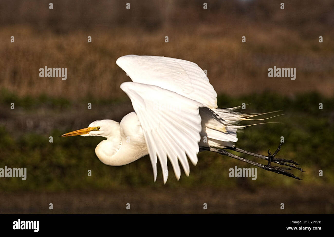 Great white egret (Casmerodius albus) in flight Stock Photo