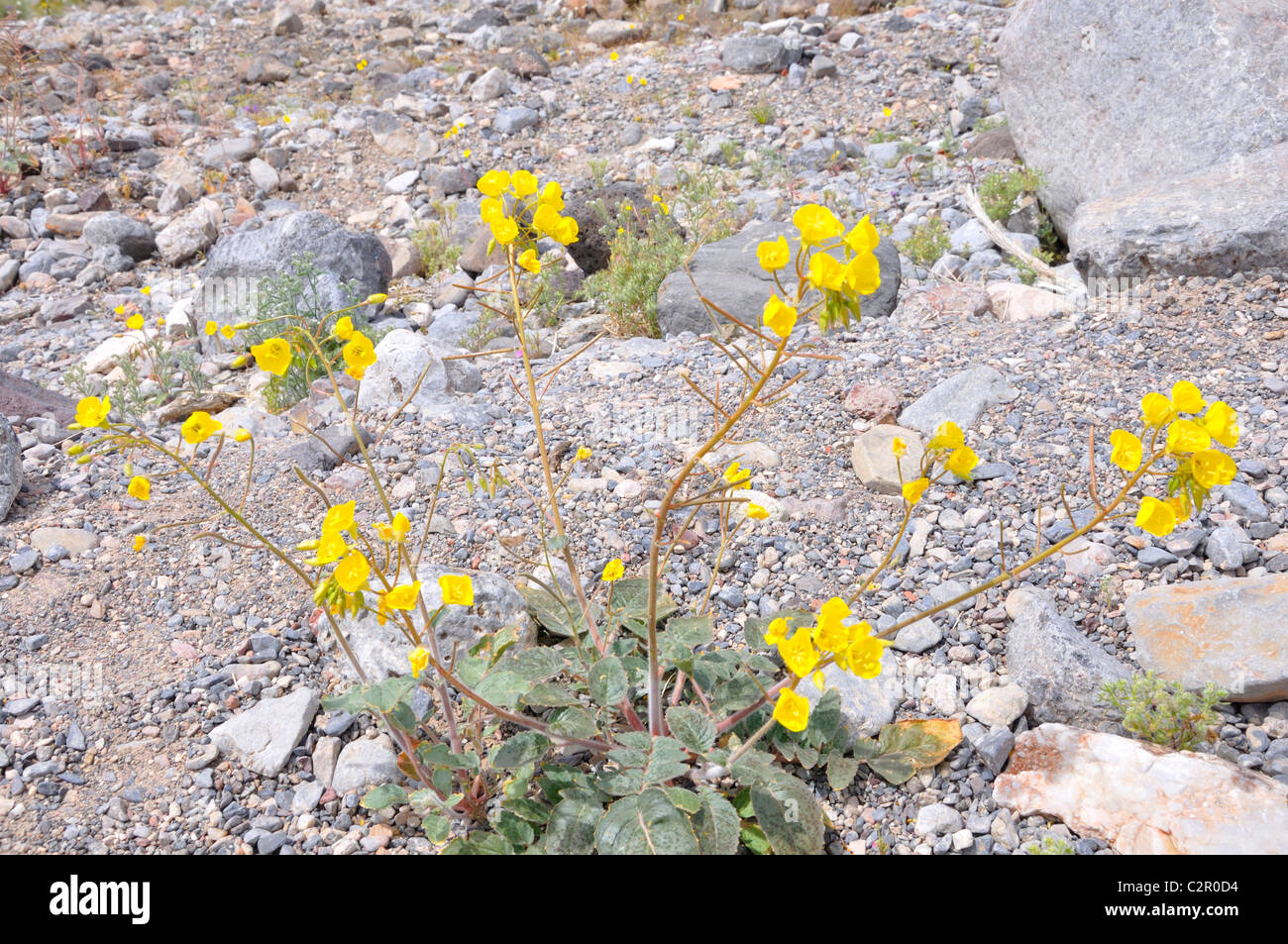 Desert Primrose Yellow Cups Camissonia brevipes Stock Photo