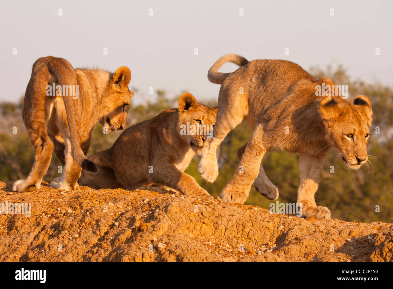 Three Lion Cubs At Play Stock Photo