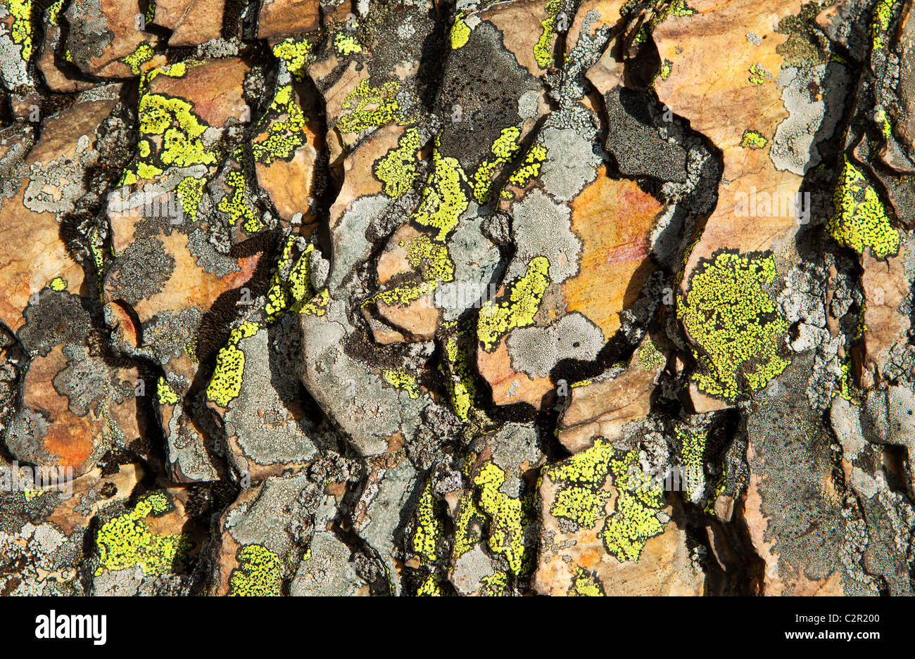 Shale and Lichen Abstract Stock Photo