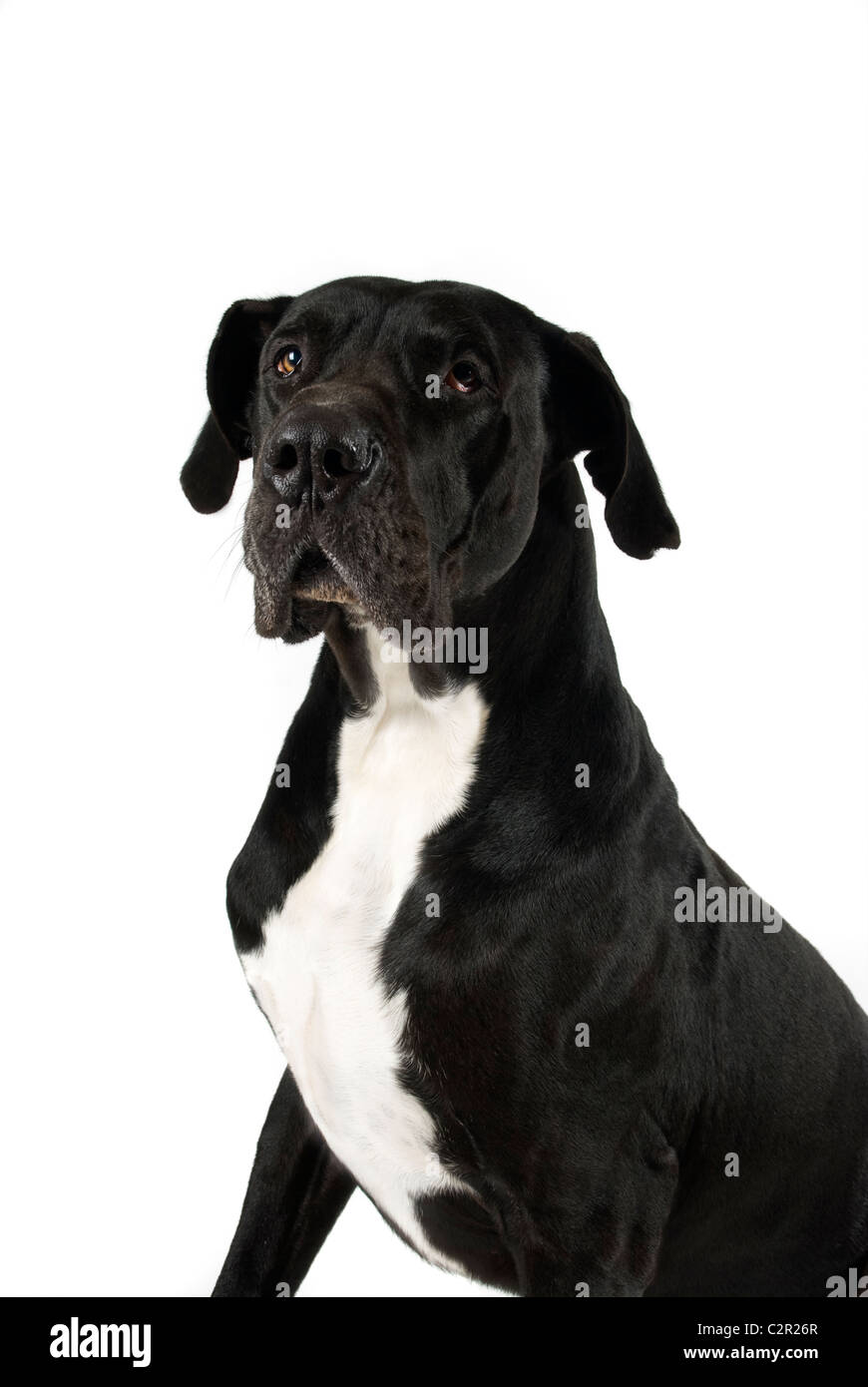 Black great dane looking away on white background Stock Photo