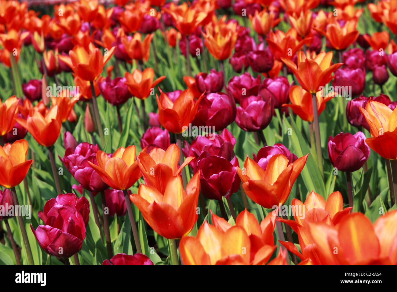 field of tulips with two contrast colors Stock Photo - Alamy