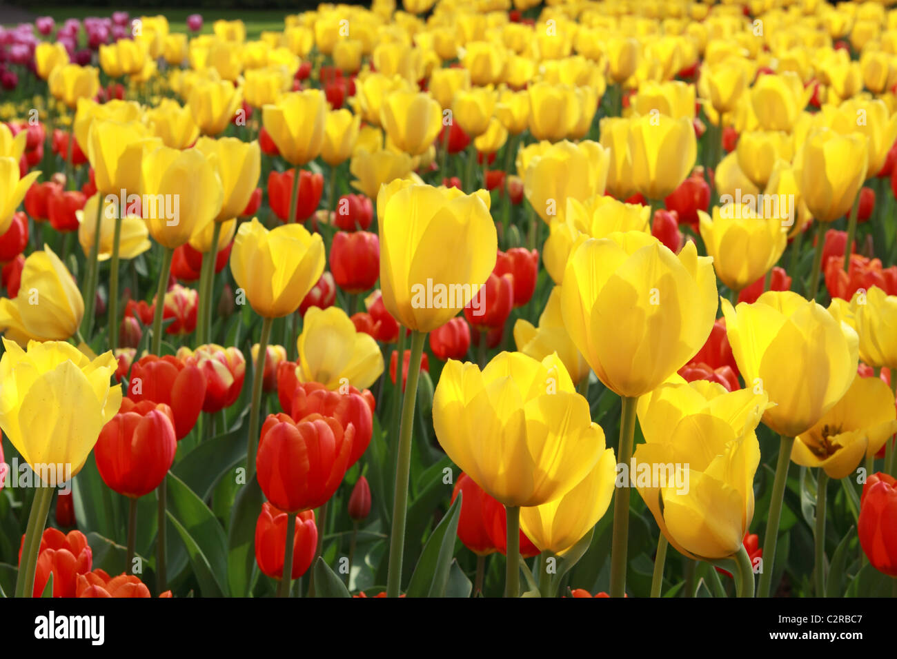 field of yellow and red tulips in Keukenhof Stock Photo - Alamy