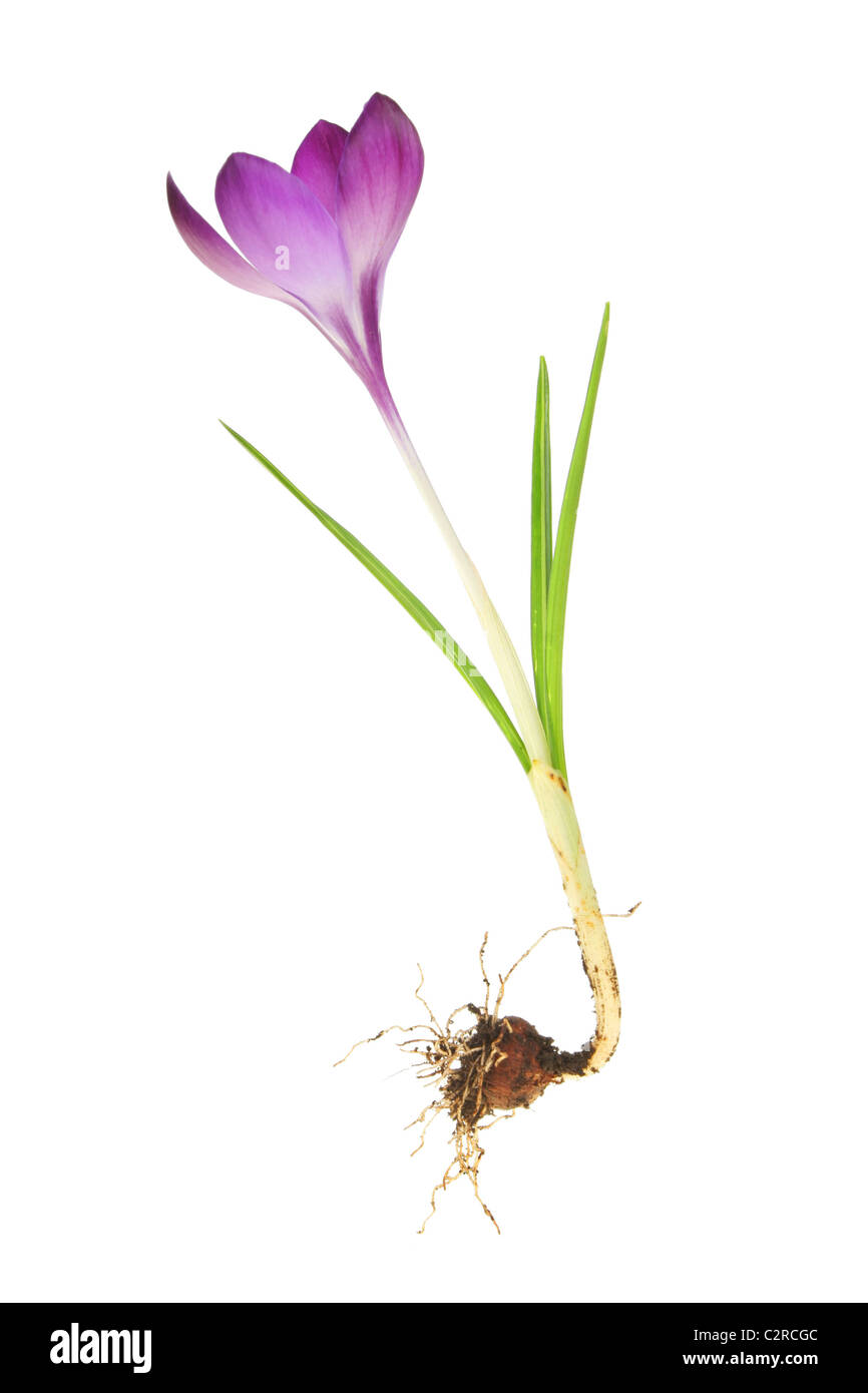 Crocus bulb hires stock photography and images Alamy