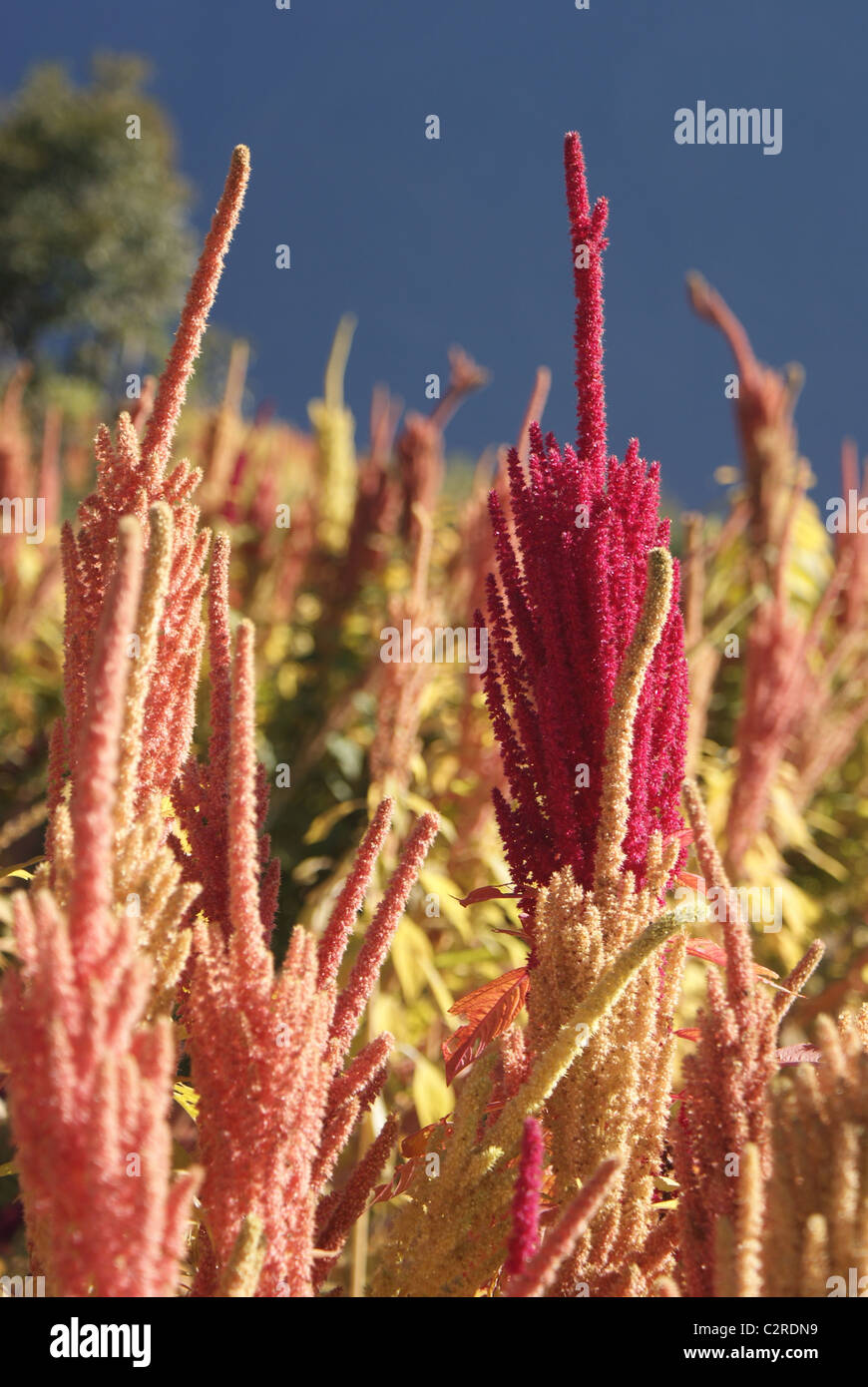 Garhwal Himalayas, India: Amaranthus adds a splash of colour to the Himalayan foothills, in the build-up to harvest. Stock Photo
