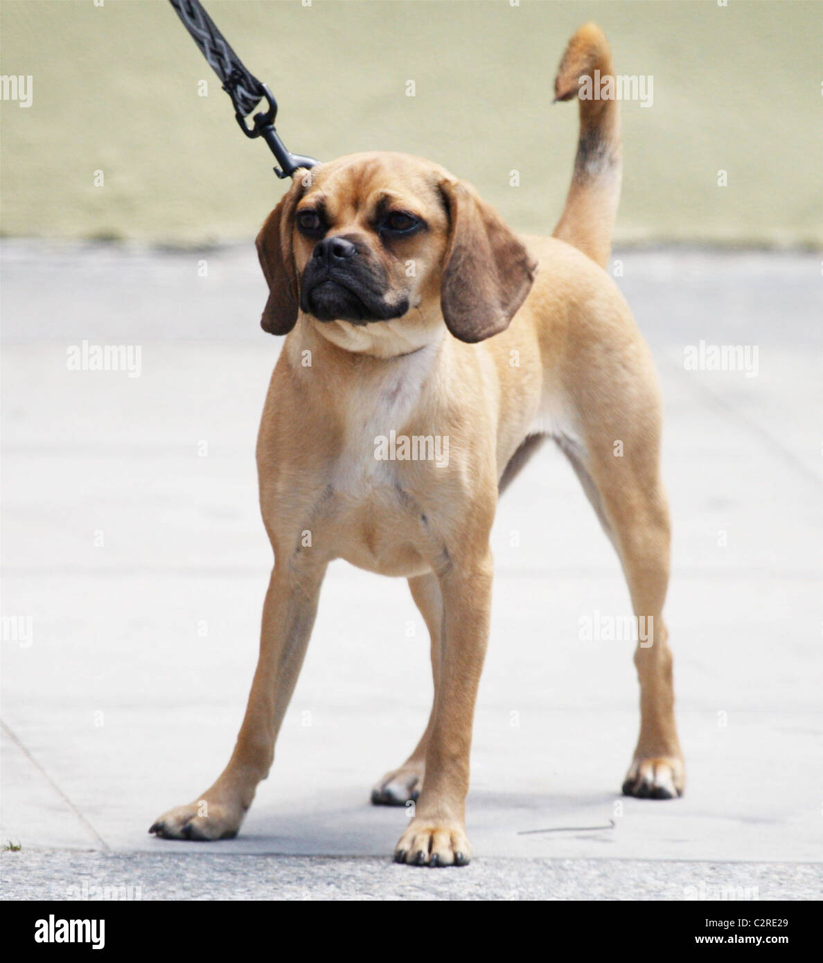 https://www.alamy.com/licenses-and-pricing/?v=1