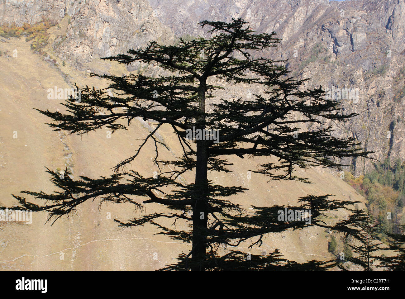 Garhwal Himalayas, India: A deodar silhouette outside the Bhotia village of Tolma. Stock Photo