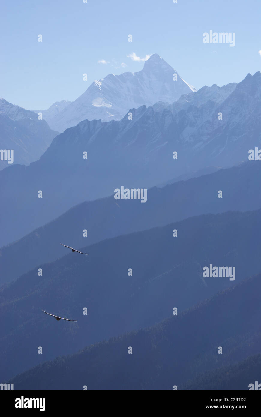 Garhwal Himalayas, India: Griffin vultures circle on the updrafts above the Dhaoli Ganga, with Nanda Devi in the distance. Stock Photo