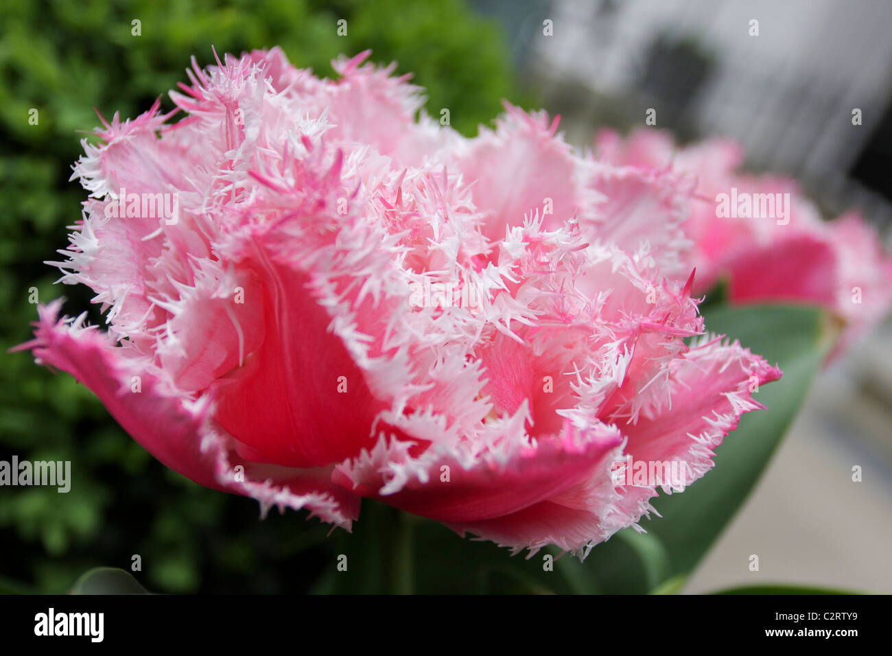 Delightful spring pink Parrot Tulips in full bloom, viewed here in Kensington, London, England