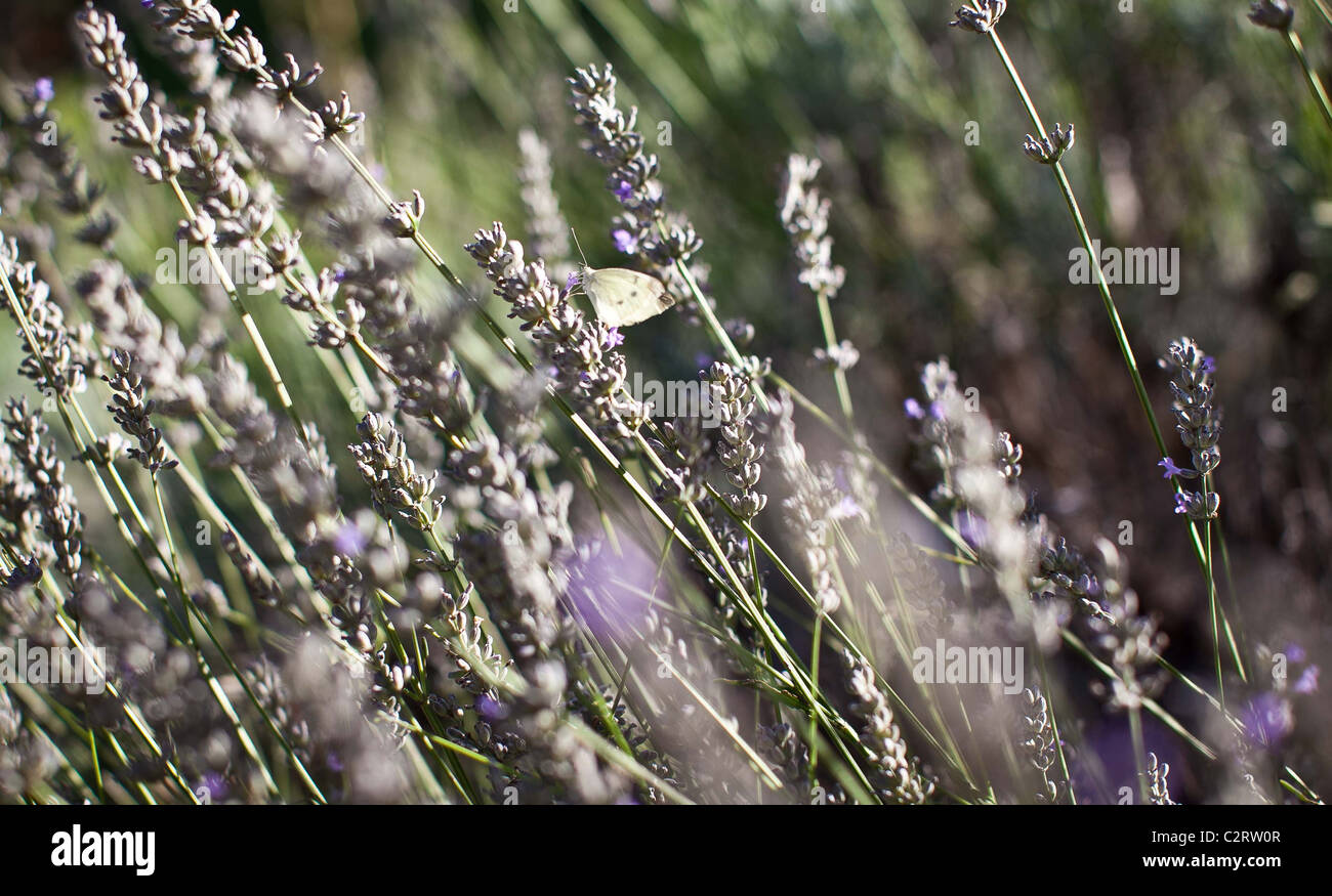 Cabbage White butterfly, Australia Stock Photo Alamy