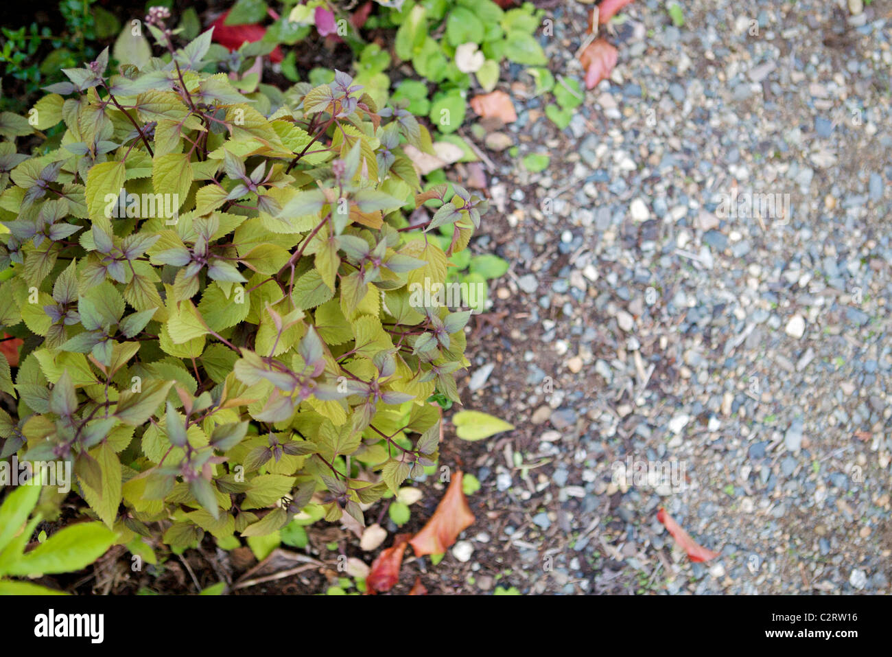 Campanula punctata 'Cherry Bells' leaves Stock Photo