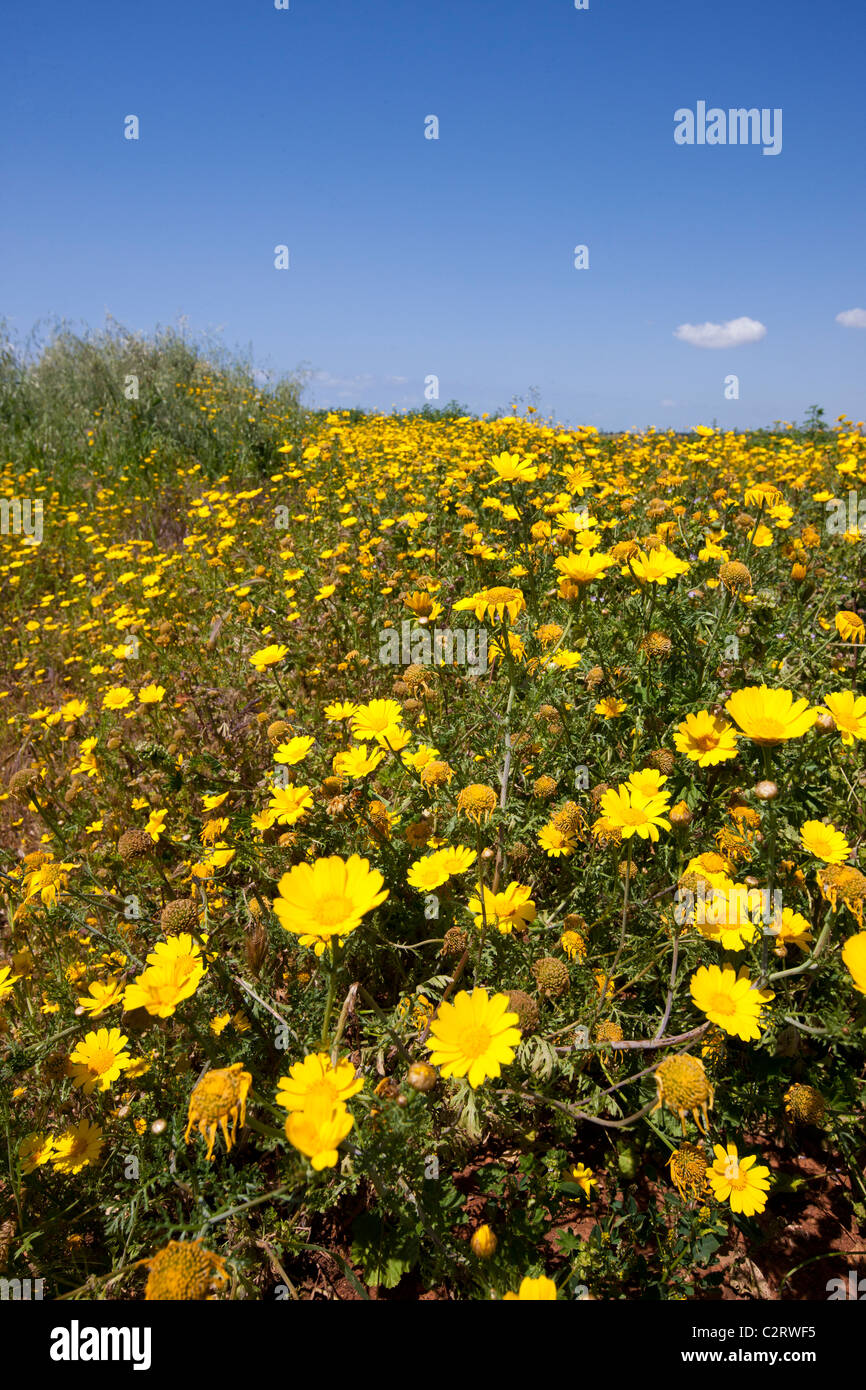 Crown Daisy's growing wild at Mandria Cyprus April Stock Photo - Alamy