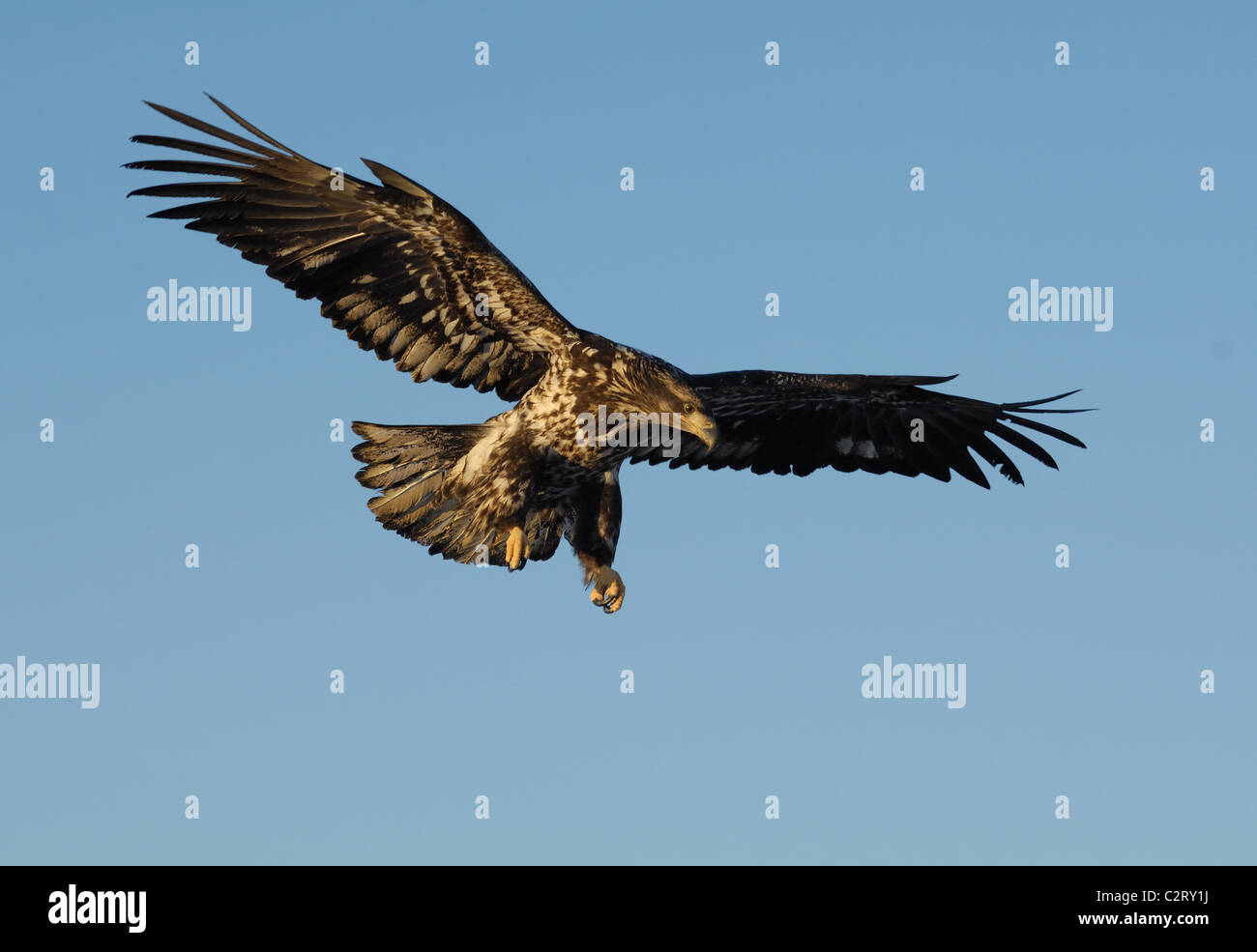 Bald Eagles sitting on dead tree trunk, near to landing and flying