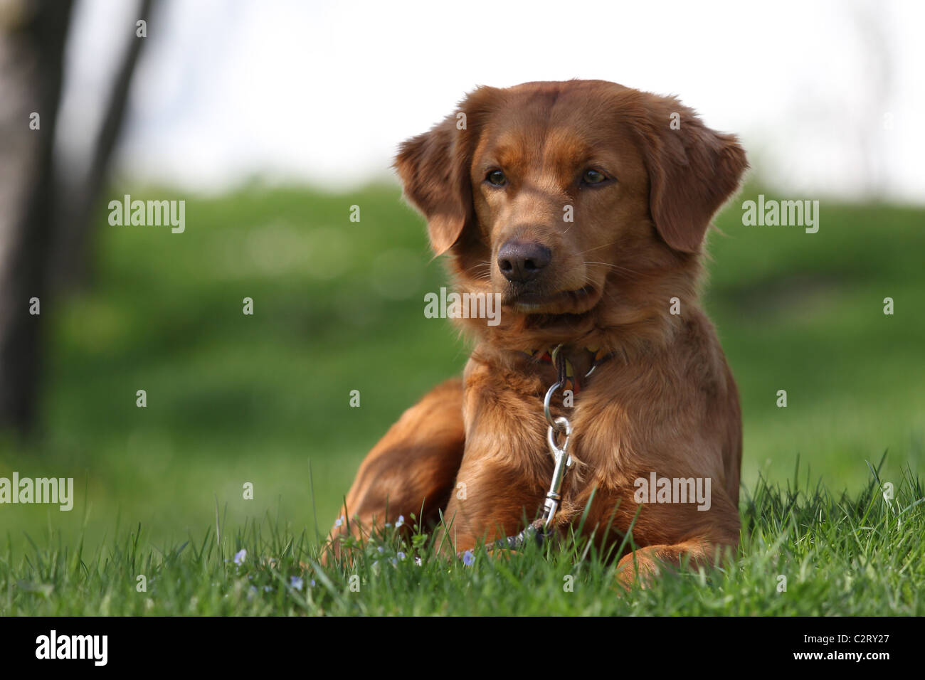 Nova scotia duck tolling retriever on grass Stock Photo