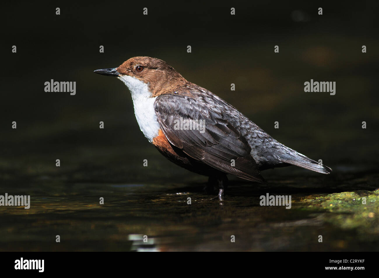 A dipper (Cinclus c. gularis) standing on a stone in a river. Dorset, UK May 2010 Stock Photo