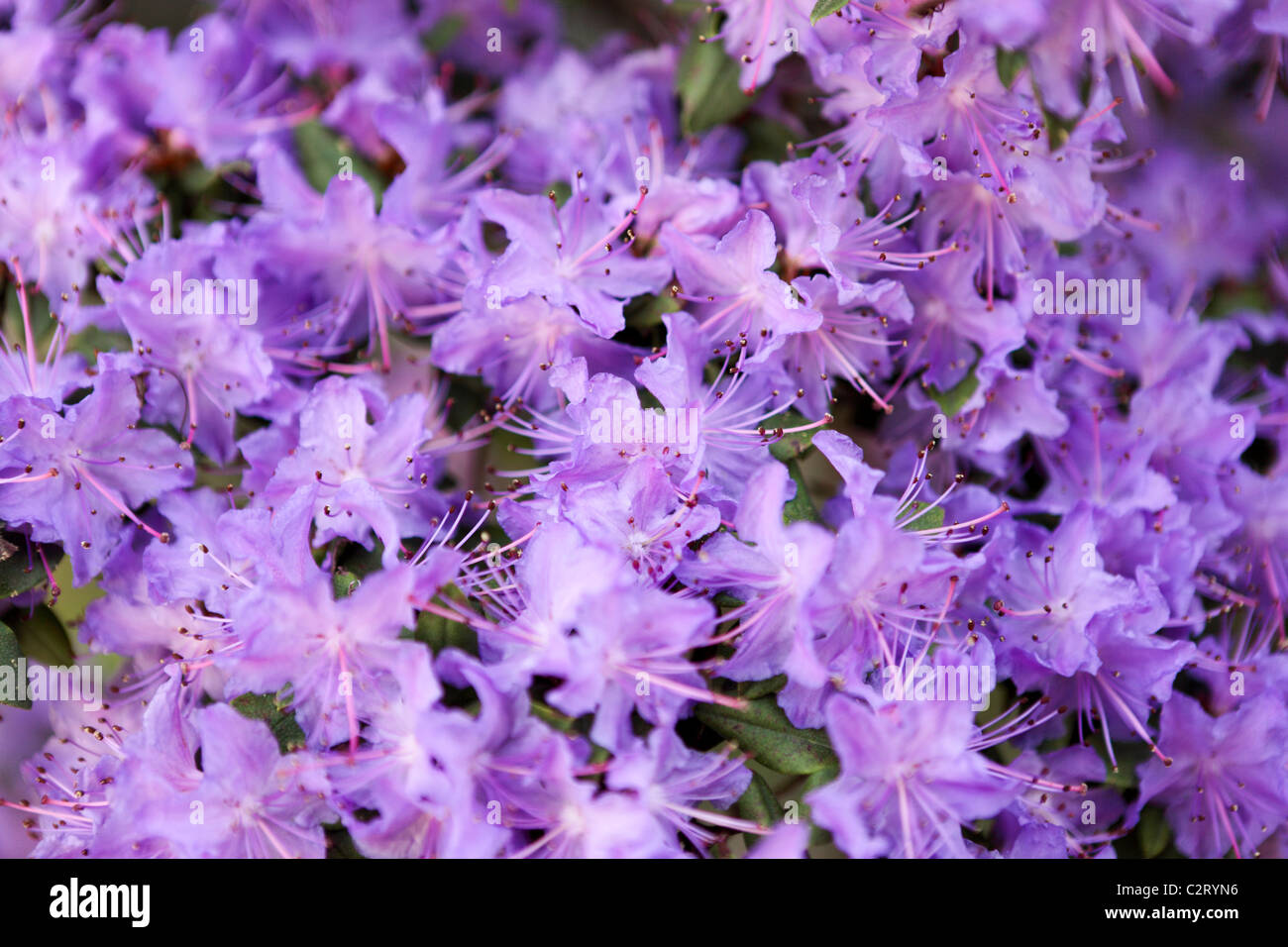 Lilac azalea hi-res stock photography and images - Alamy