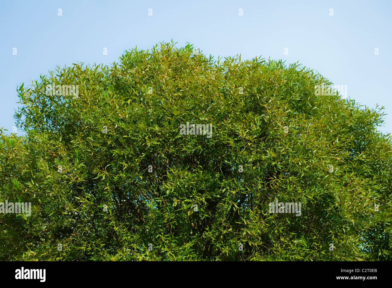 Green forest with blue sky and clouds on summer day Stock Photo - Alamy