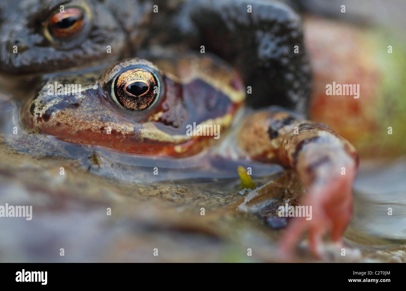 Common Frogs  Rana Temporaria Stock Photo