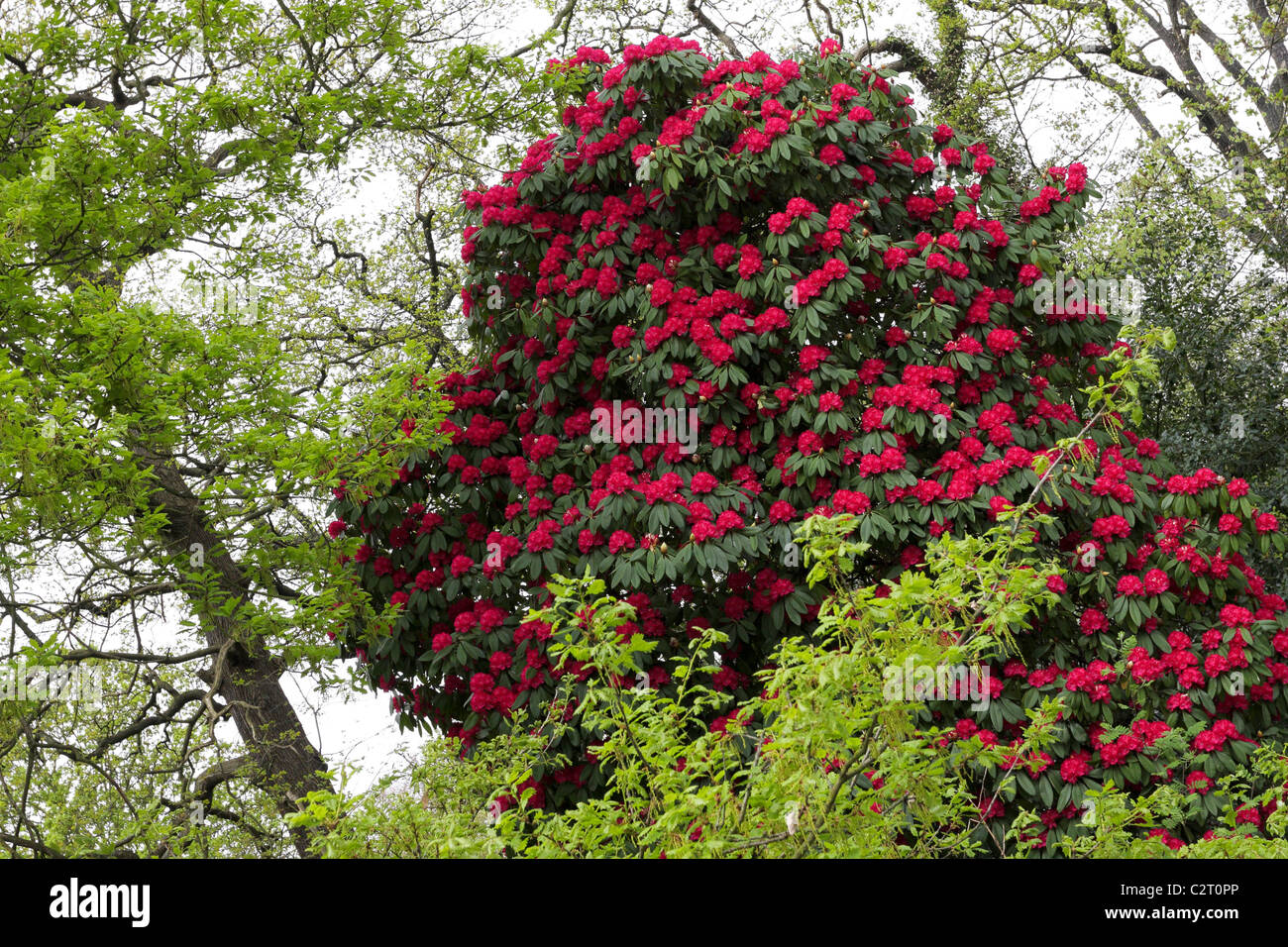 The tallest and without doubt the largest azalea tree the photographer has ever come across in his journeys around London. Stock Photo