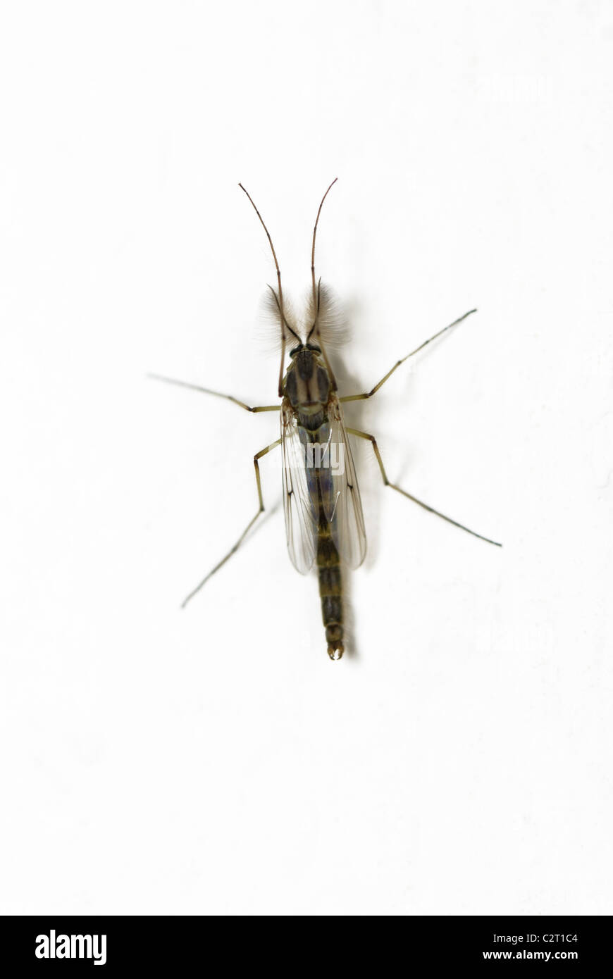 Male crane fly (Tipulidae) Stock Photo