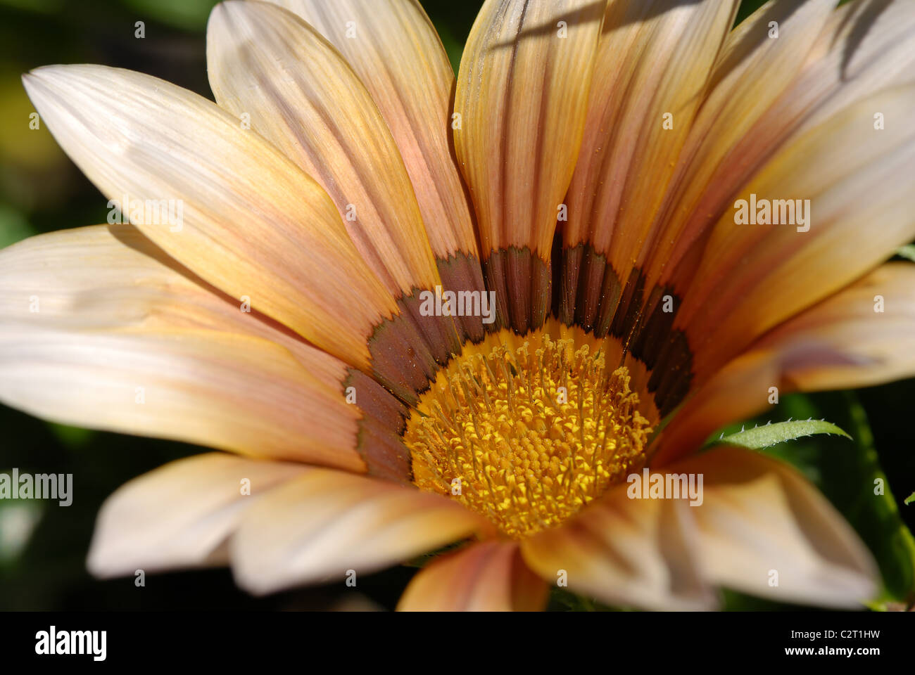 Close-up of a Gazania Flower Stock Photo