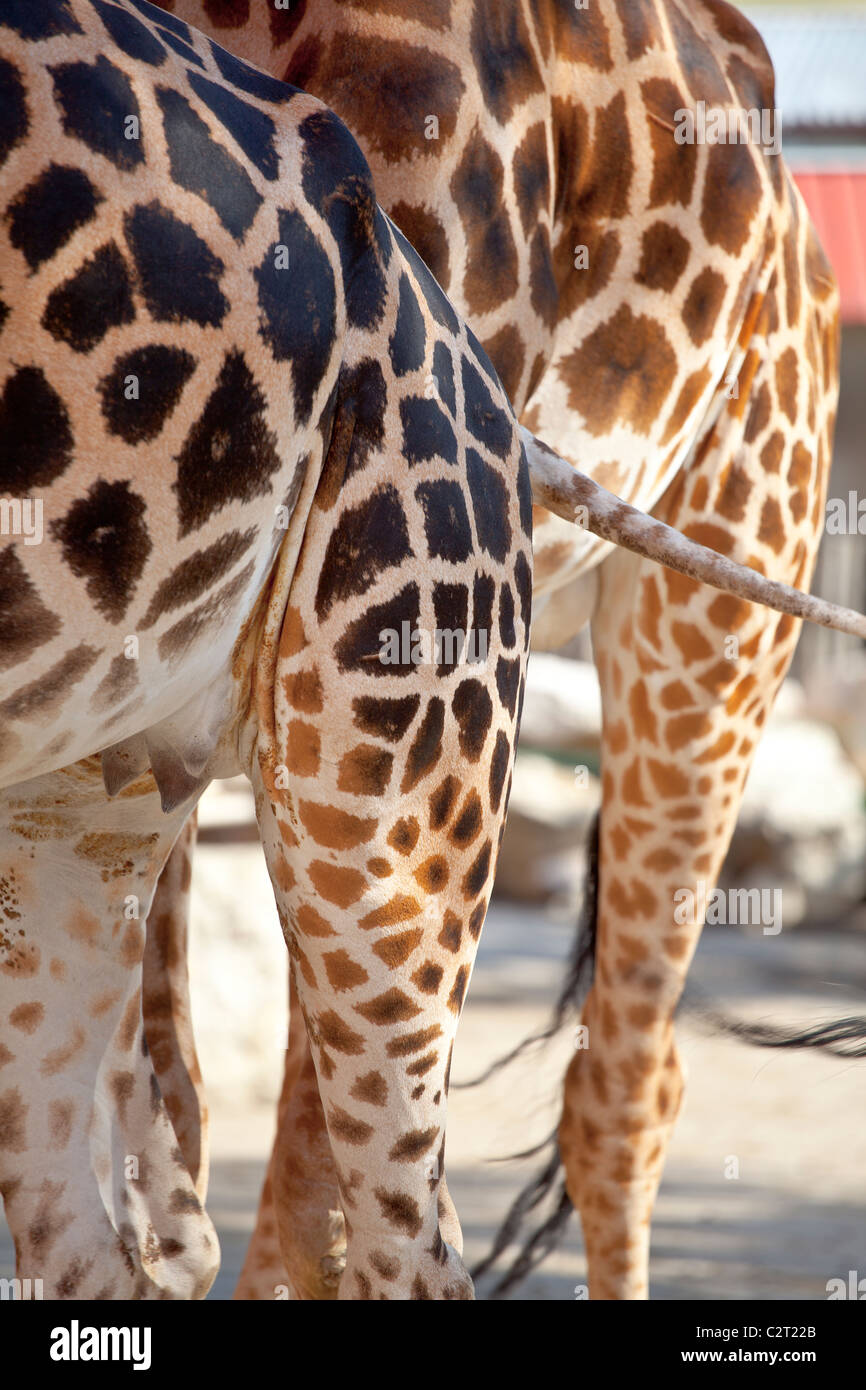 Animals mammals giraffe hi-res stock photography and images - Alamy
