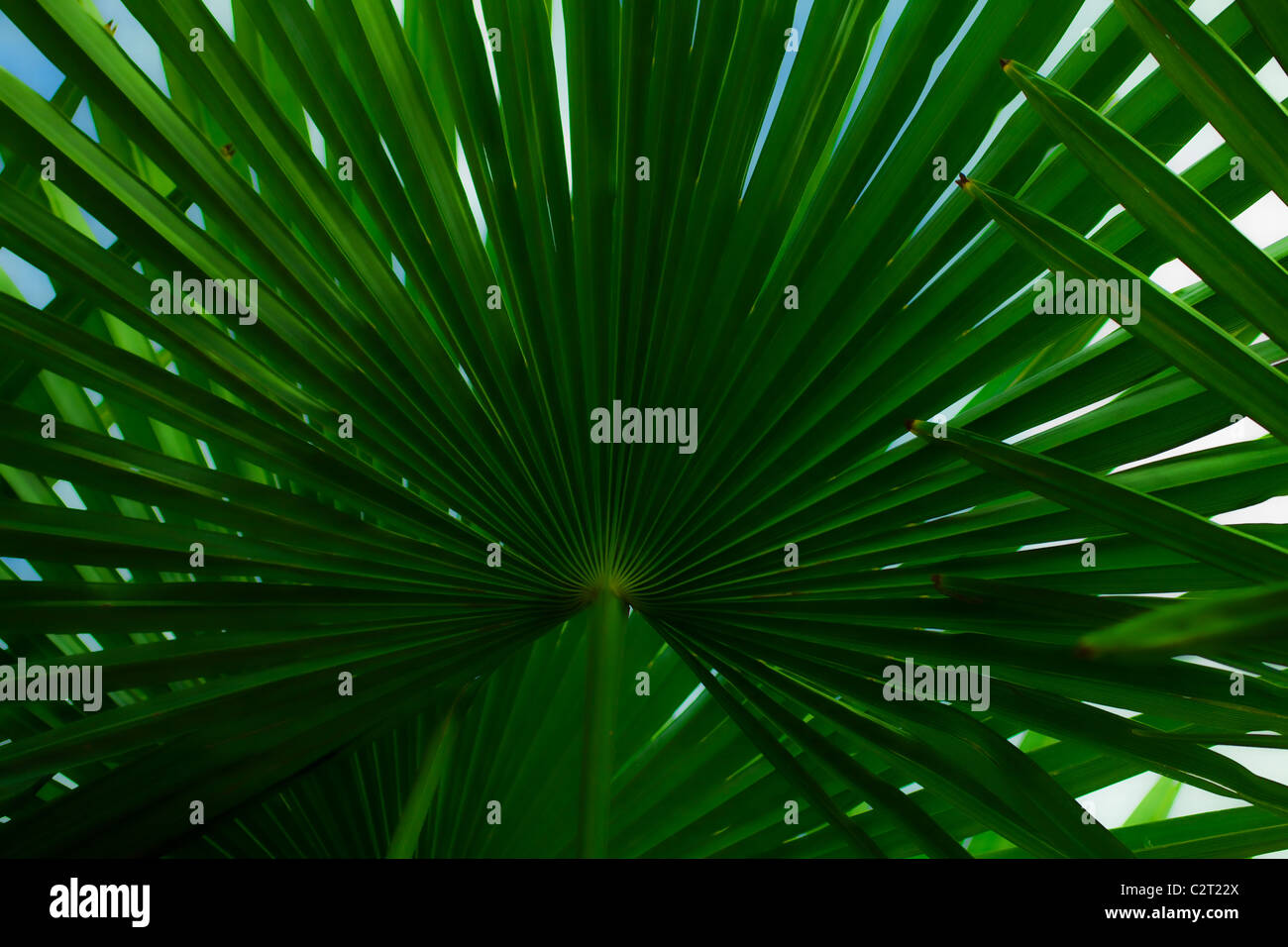 The leaves of palm tree close up Stock Photo