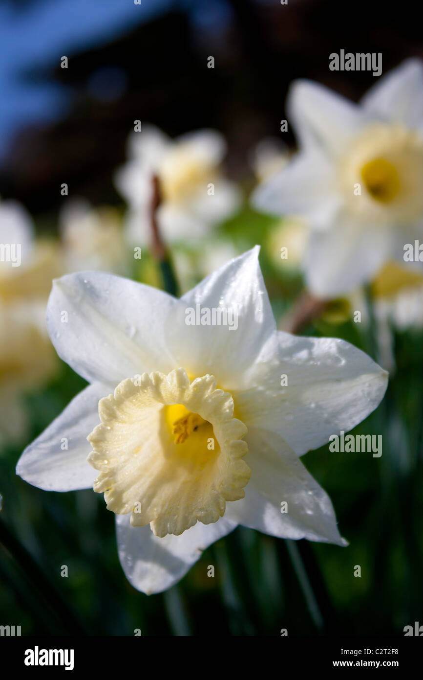 A field of beautiful white and yellow daffodil flowers in the Spring time. Stock Photo