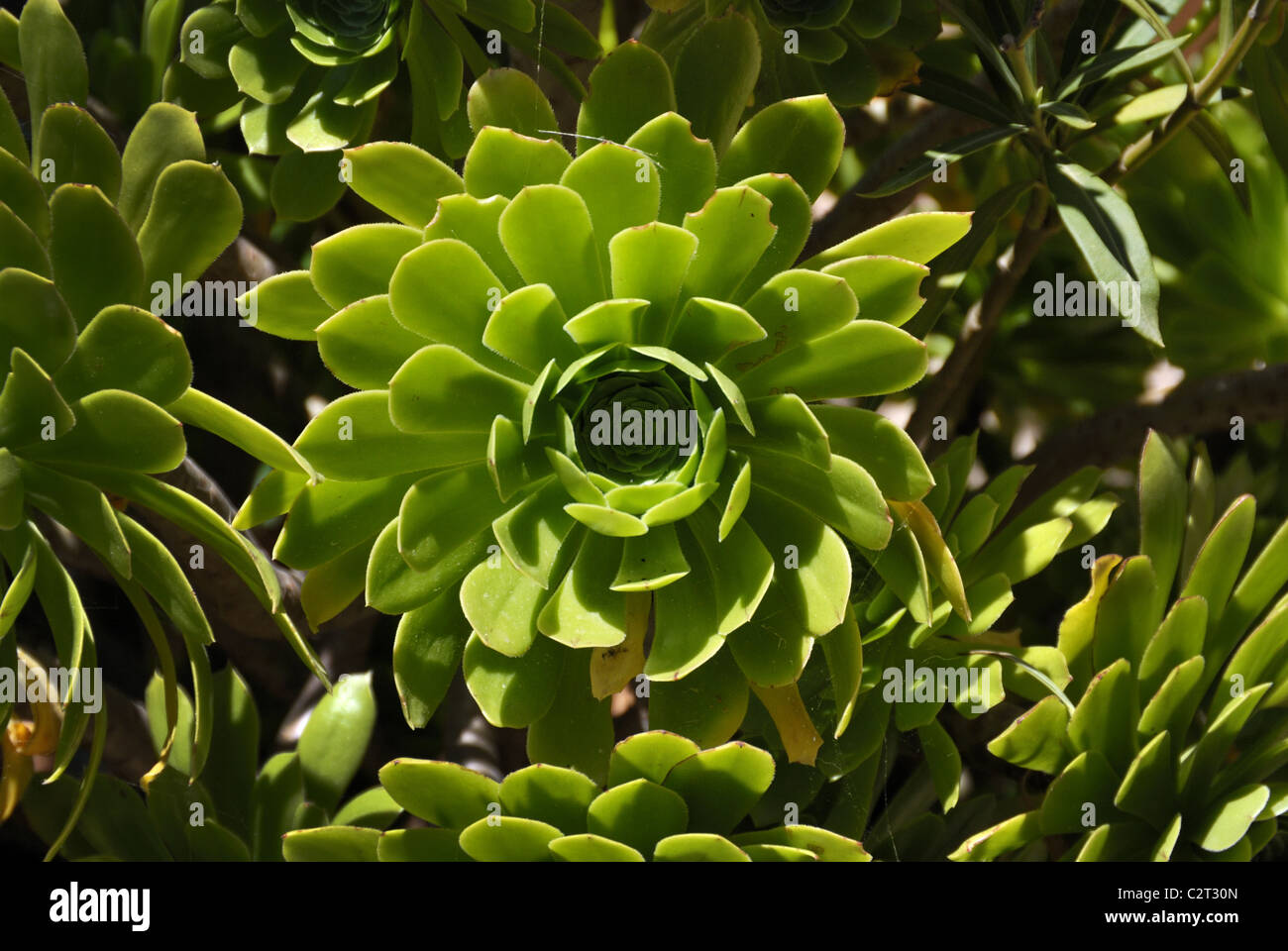 Aeonium lancerottense Stock Photo
