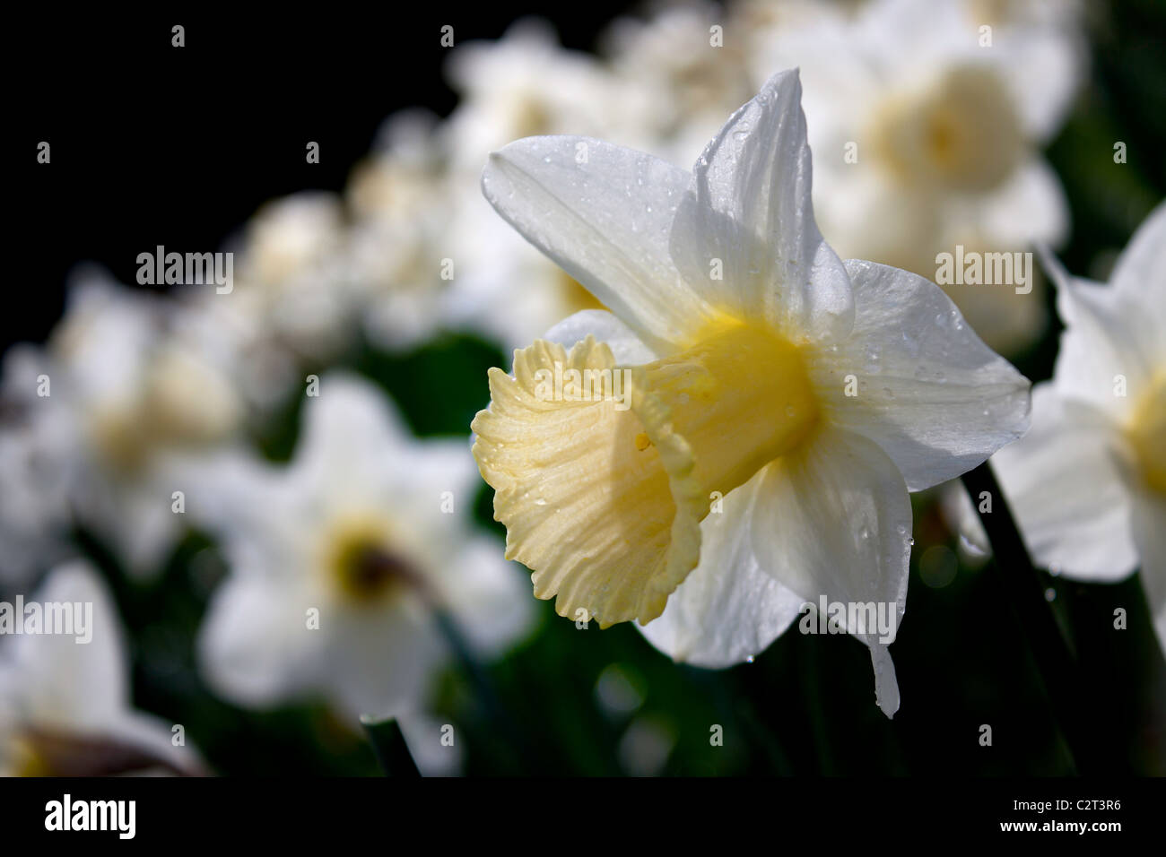 A field of beautiful white and yellow daffodil flowers in the Spring time. Stock Photo