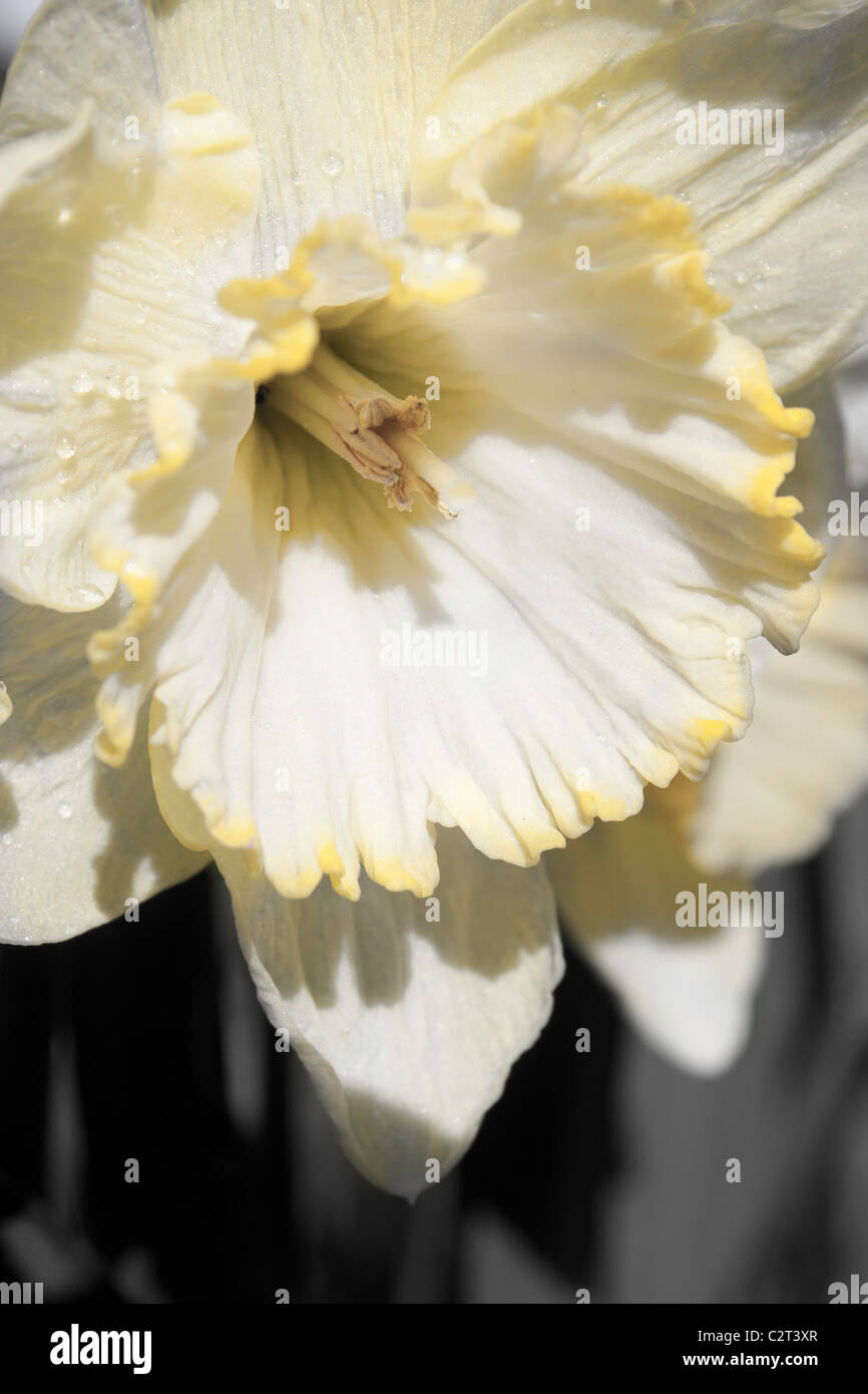 A field of beautiful white and yellow daffodil flowers in the Spring time. Stock Photo