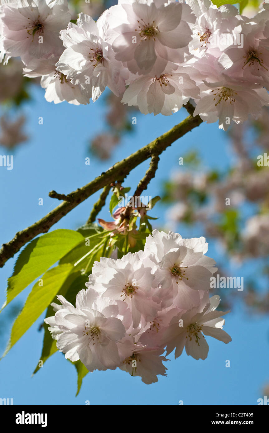 Blossom on branch hi-res stock photography and images - Alamy