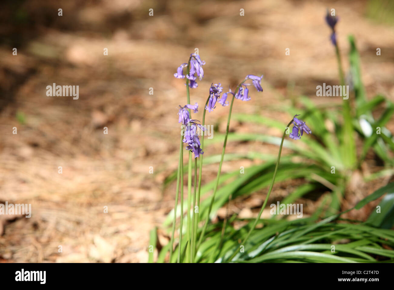 Bluebells growing on woodland floor Stock Photo