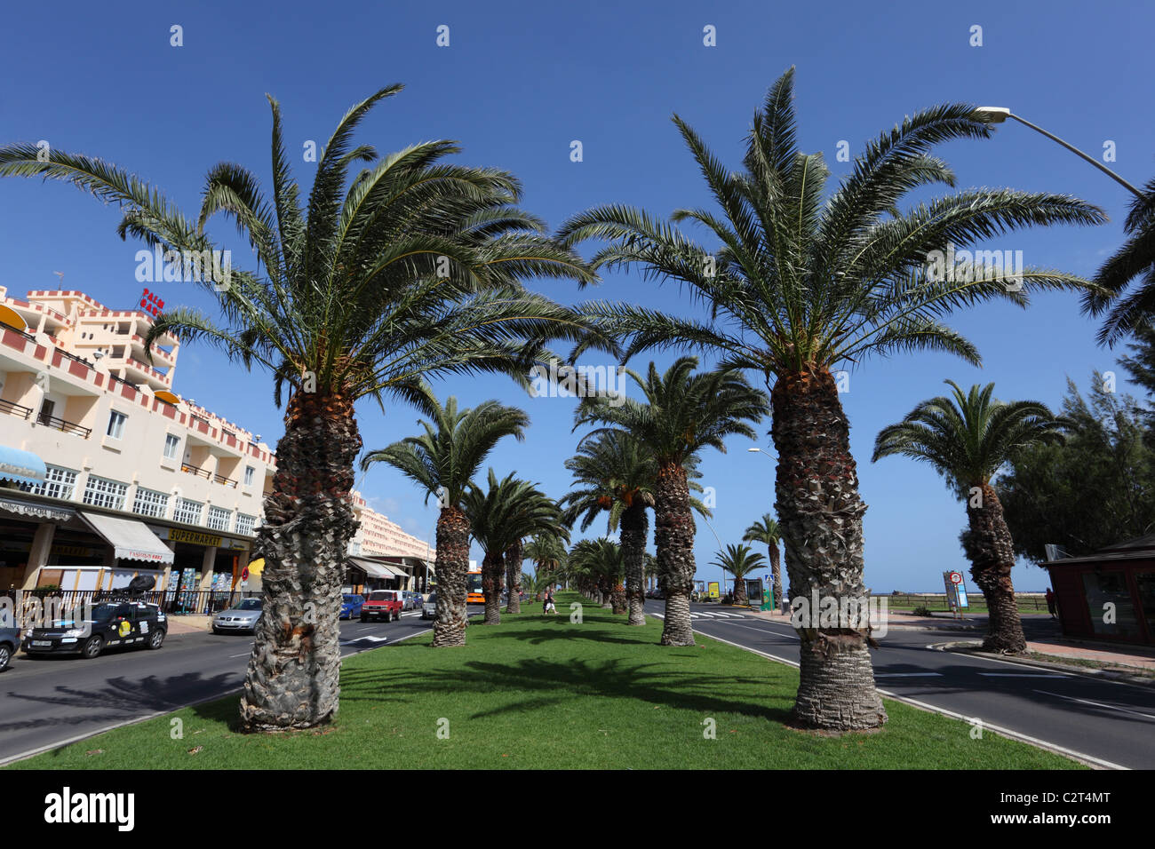 Palm Trees at Avenida del Saladar in Jandia Playa, Canary Island Fuerteventura, Spain. Stock Photo