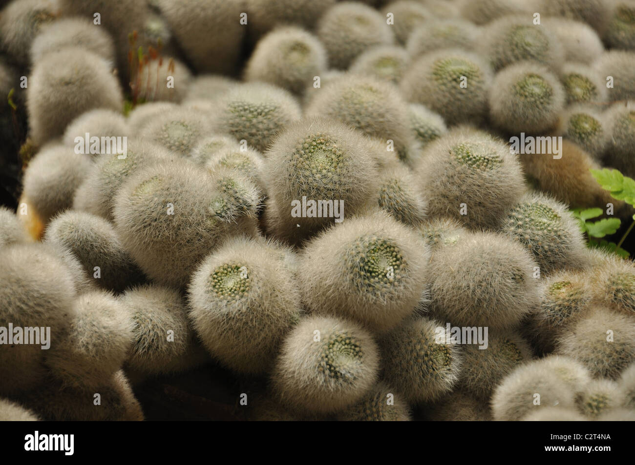 Cactus in Cameron Highland Malaysia Stock Photo - Alamy