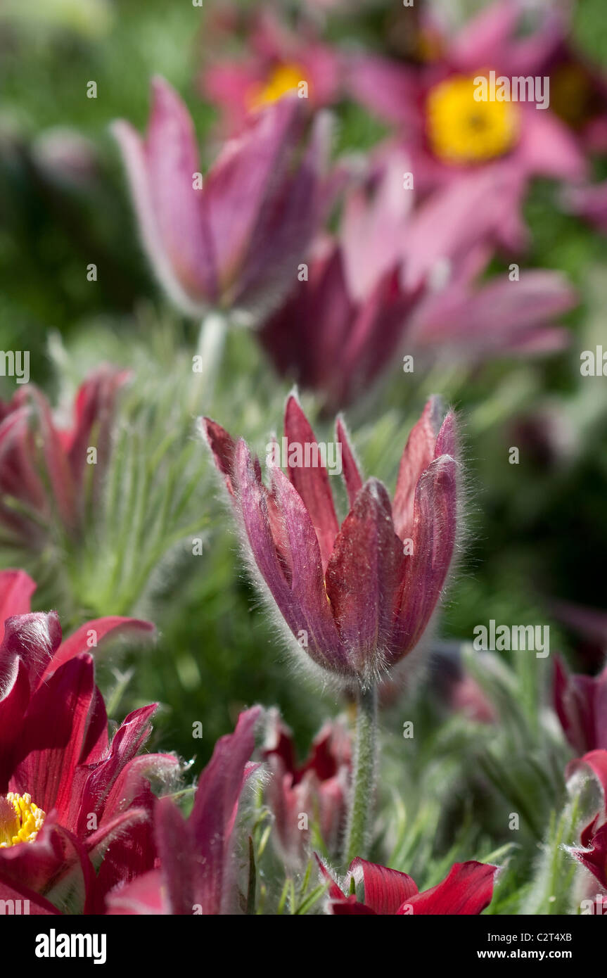 Pasque Flower Pulsatilla vulgaris var. rubra Stock Photo