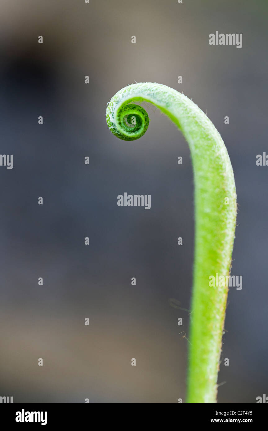 Asplenium scolopendrium. Harts tongue fern uncurling Stock Photo